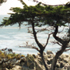 Lone-cypress pebble beach